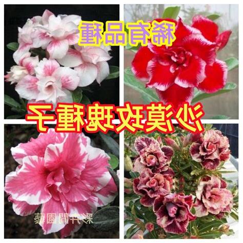 玫瑰 種